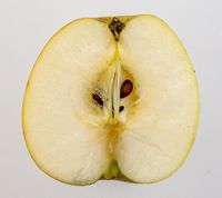 Gul Richard æble